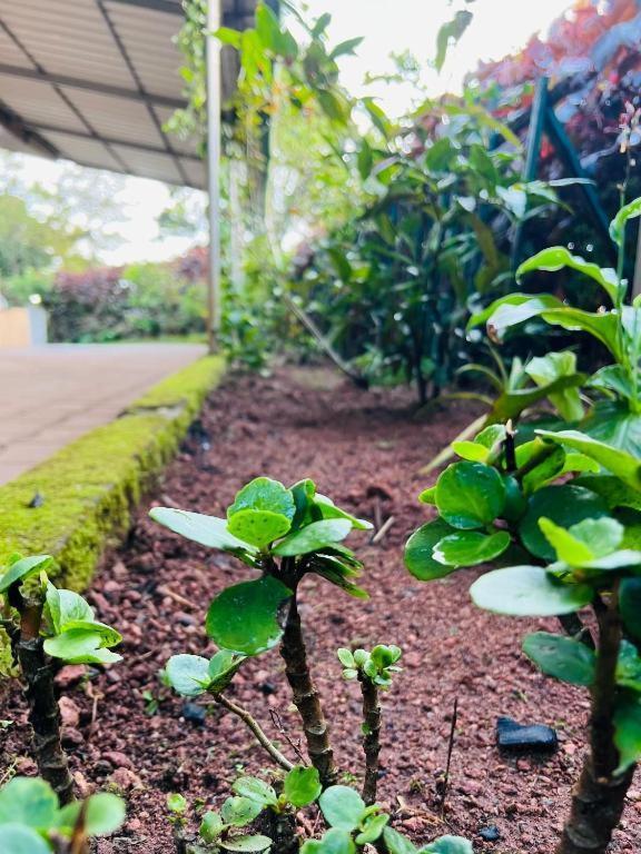 Westernghats Homestay Madikeri Exterior foto
