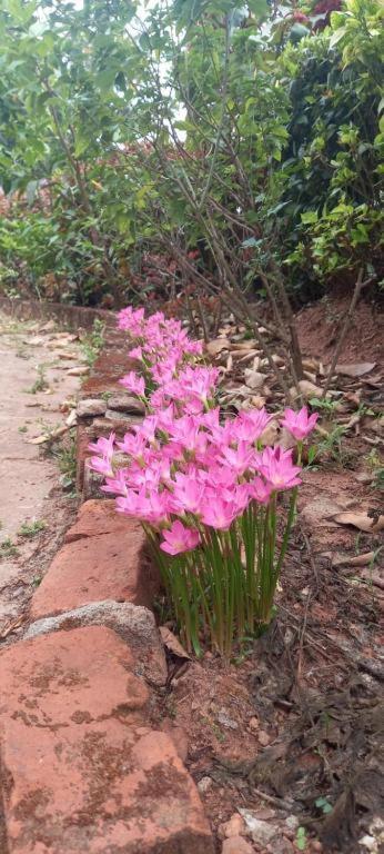 Westernghats Homestay Madikeri Exterior foto